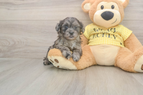 Best Shih Poo Baby