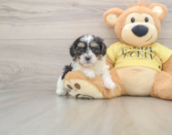 8 week old Shih Poo Puppy For Sale - Premier Pups