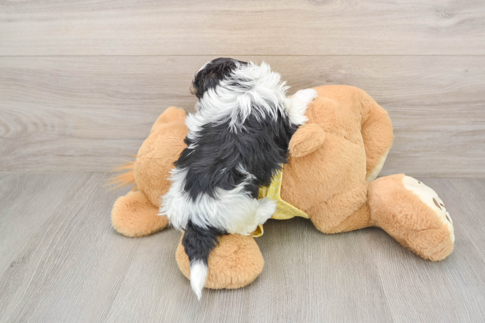 Shih Poo Pup Being Cute