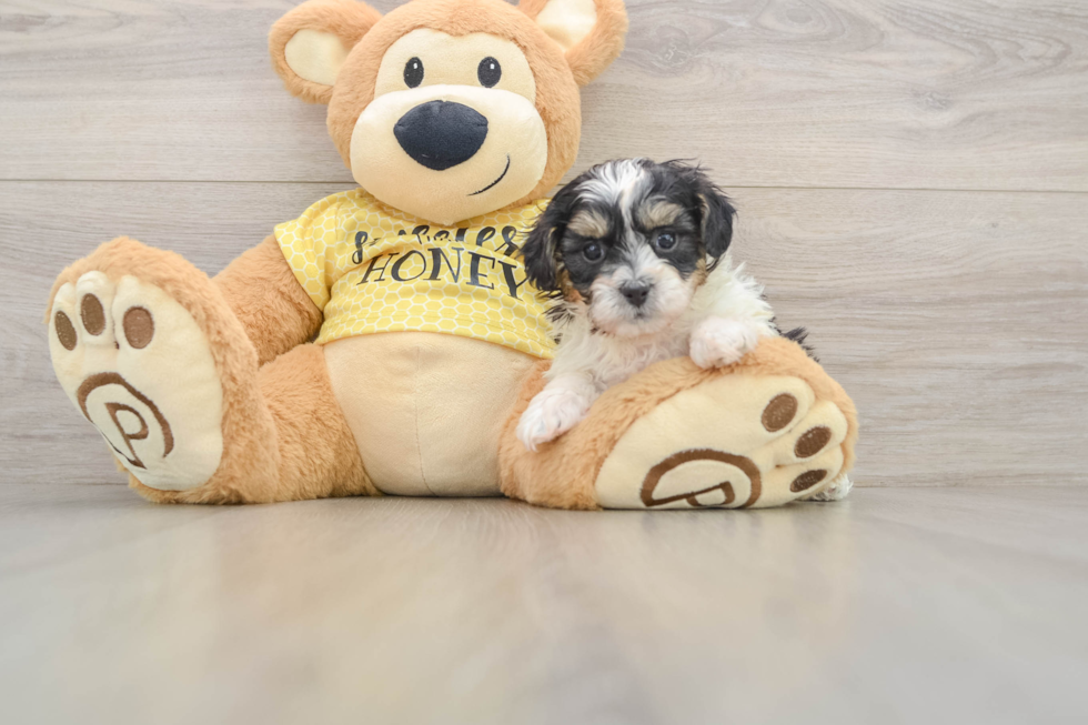 Shih Poo Puppy for Adoption