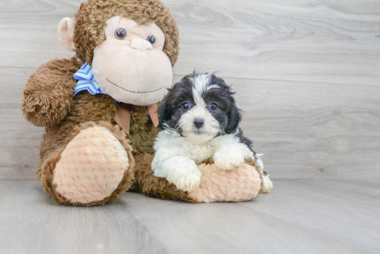 Energetic Shih Poo Poodle Mix Puppy