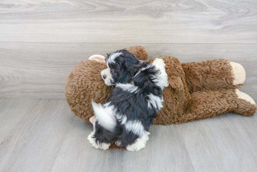 Adorable Shihpoo Poodle Mix Puppy