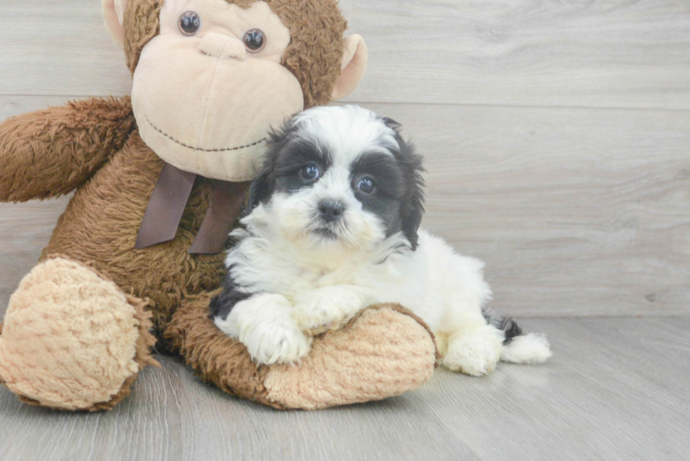 Best Shih Poo Baby