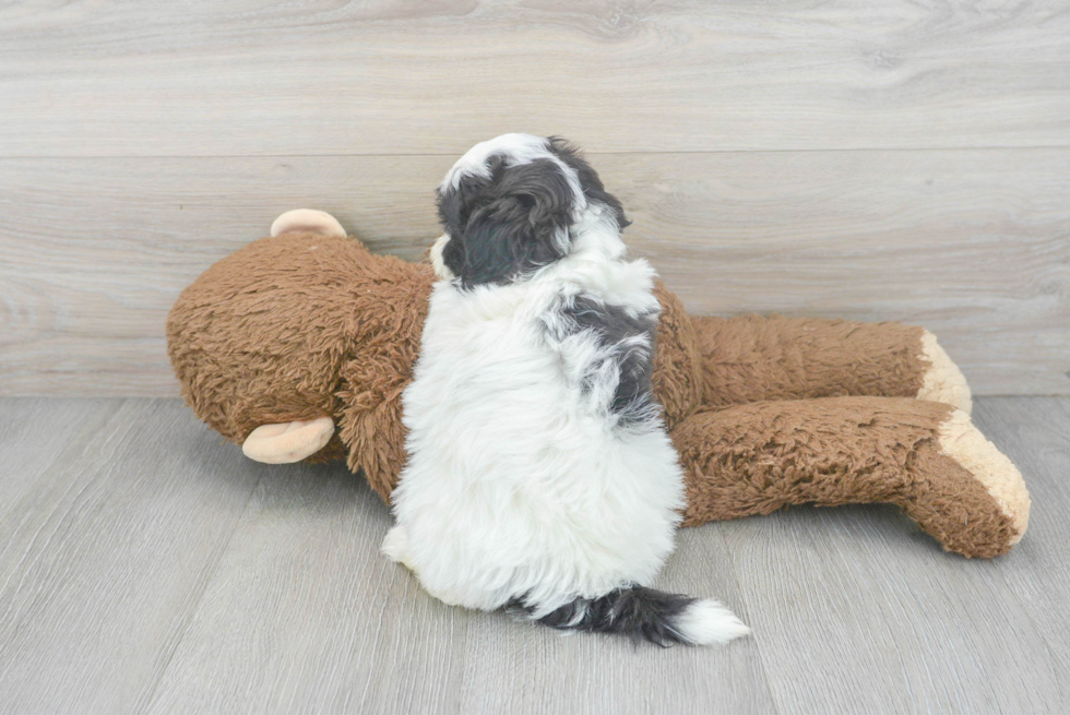 Petite Shih Poo Poodle Mix Pup