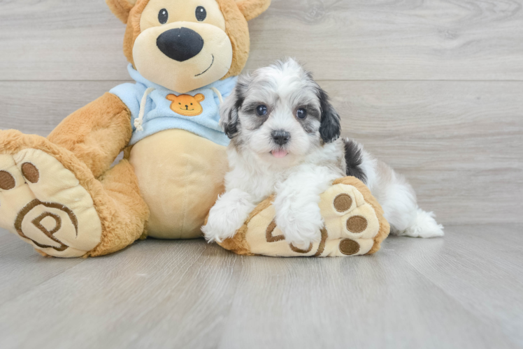 Shih Poo Pup Being Cute