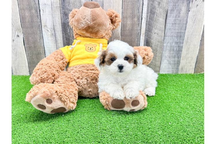 Best Shih Poo Baby