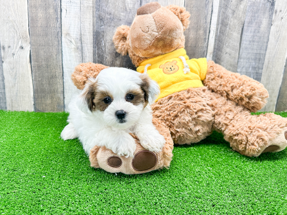 Sweet Shih Poo Baby