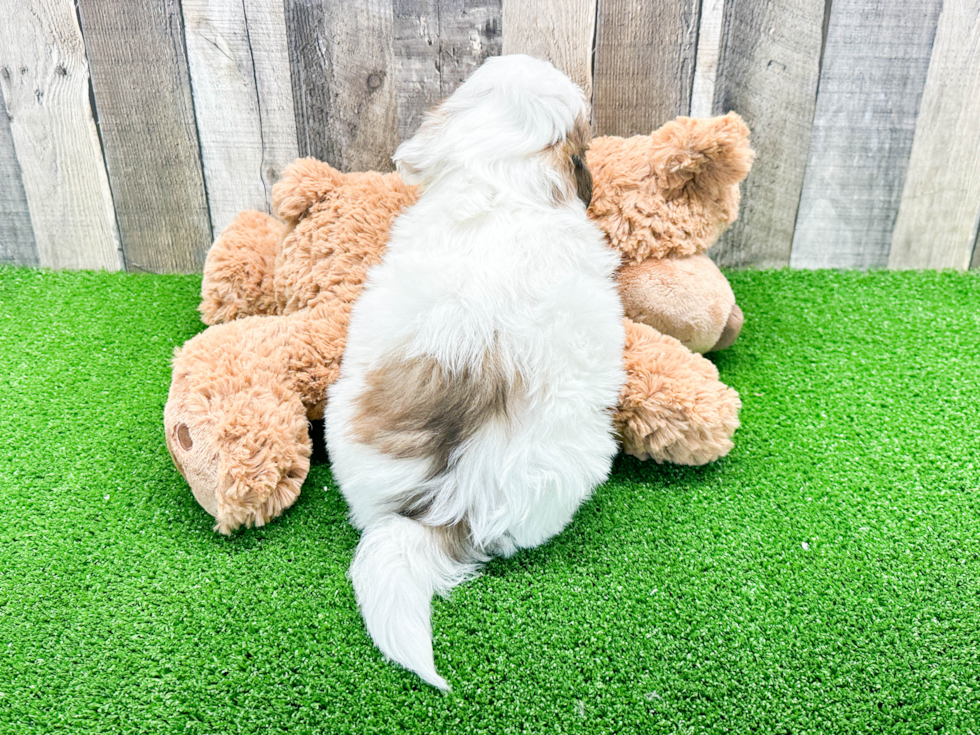 Adorable Shih Poo Poodle Mix Puppy