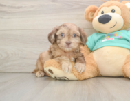 6 week old Shih Poo Puppy For Sale - Premier Pups