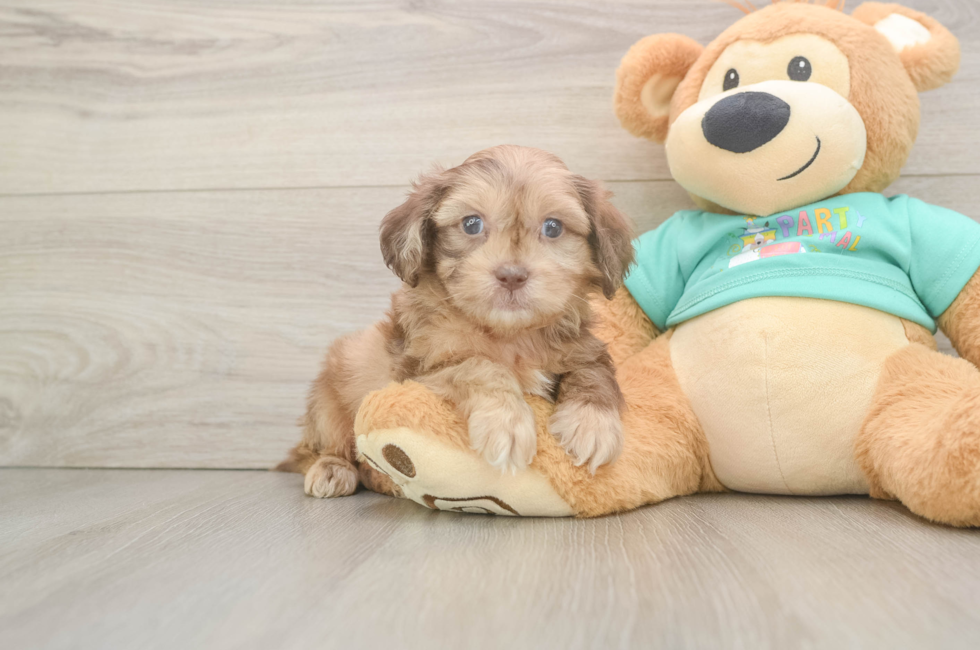 6 week old Shih Poo Puppy For Sale - Premier Pups
