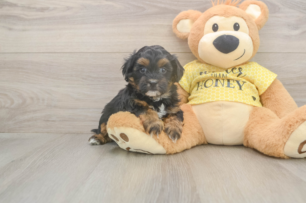 5 week old Shih Poo Puppy For Sale - Premier Pups