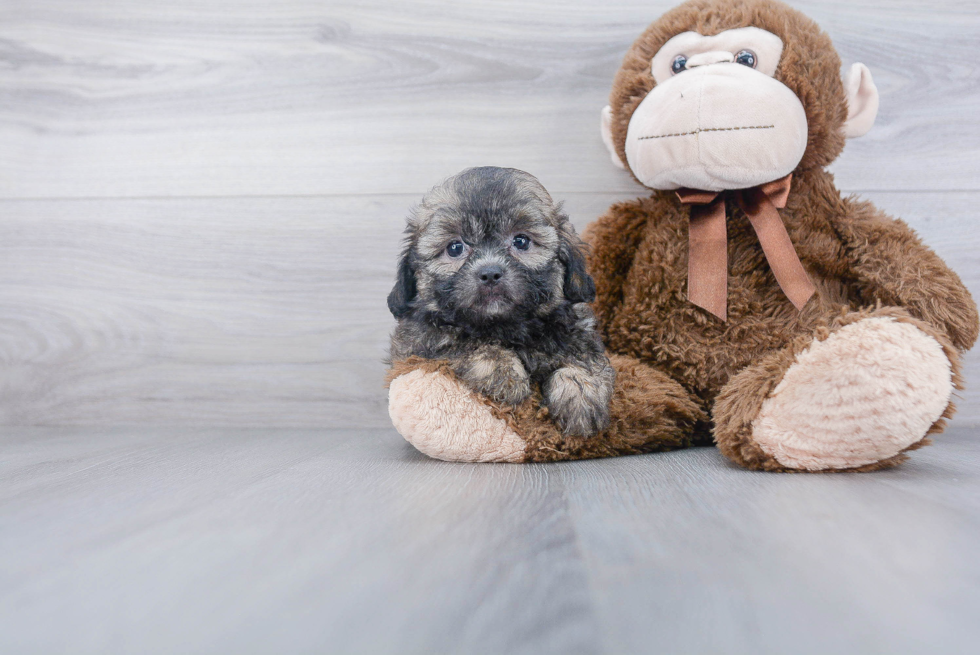 Little Shihpoo Poodle Mix Puppy