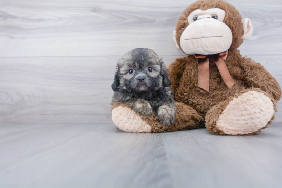 Little Shihpoo Poodle Mix Puppy