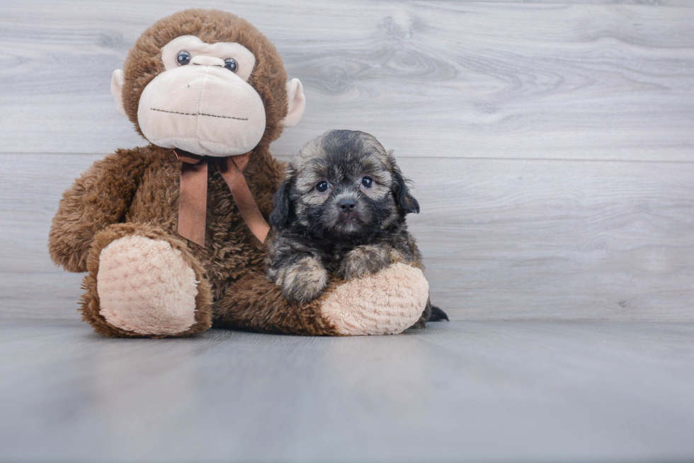 Shih Poo Puppy for Adoption