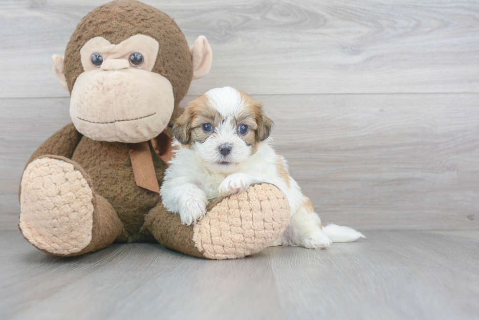 Shih Poo Pup Being Cute