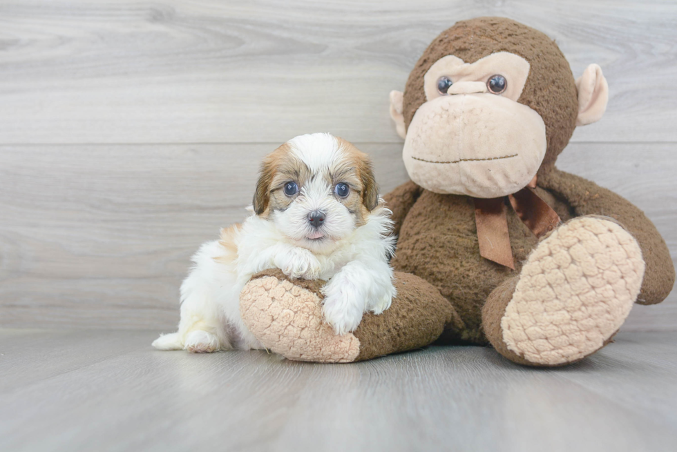 Best Shih Poo Baby