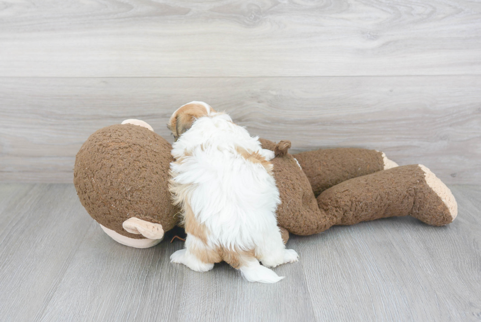 Shih Poo Pup Being Cute