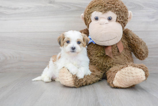 Shih Poo Puppy for Adoption