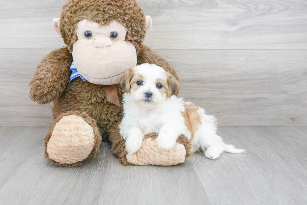 Sweet Shih Poo Baby