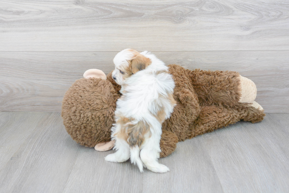 Shih Poo Pup Being Cute