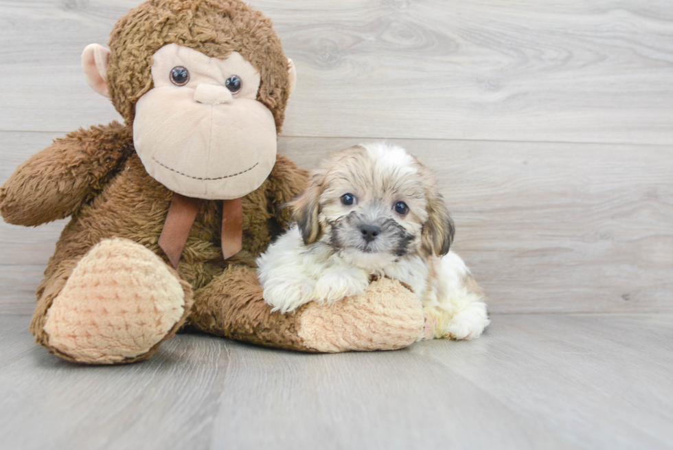 Shih Poo Pup Being Cute