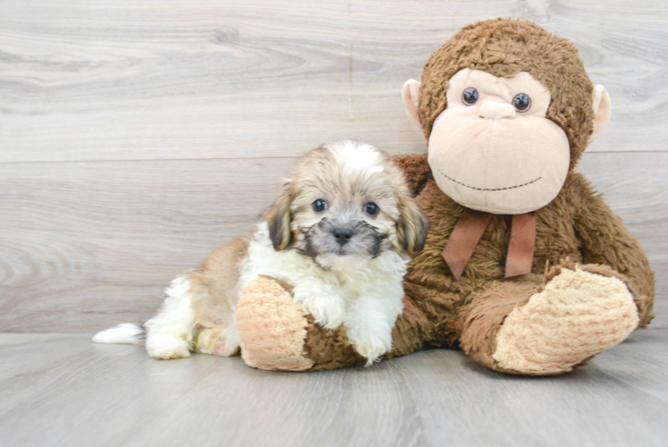 Smart Shih Poo Poodle Mix Pup