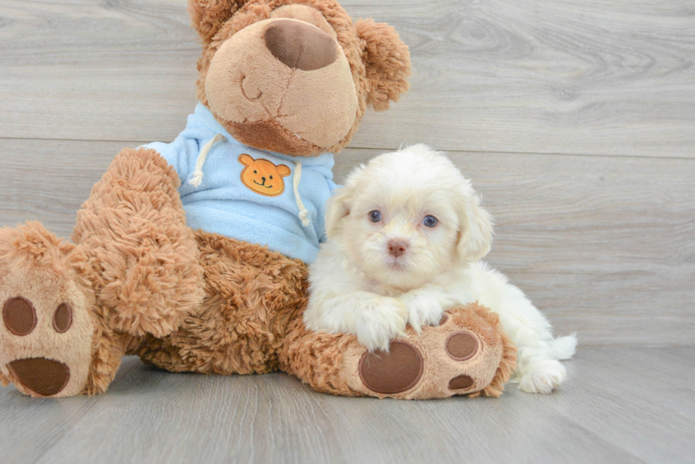 Shih Poo Pup Being Cute