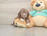 7 week old Shih Poo Puppy For Sale - Premier Pups