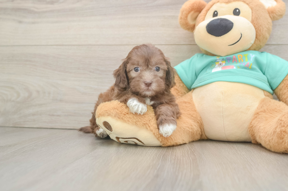 6 week old Shih Poo Puppy For Sale - Premier Pups