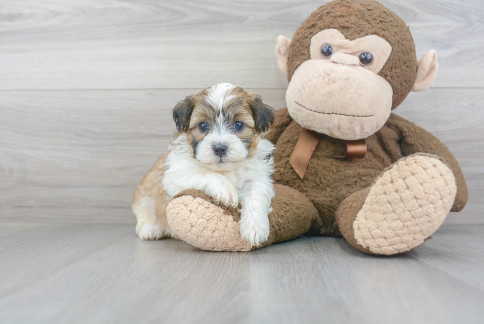 Cute Shih Poo Baby