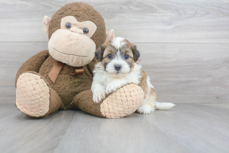 Cute Shih Poo Baby
