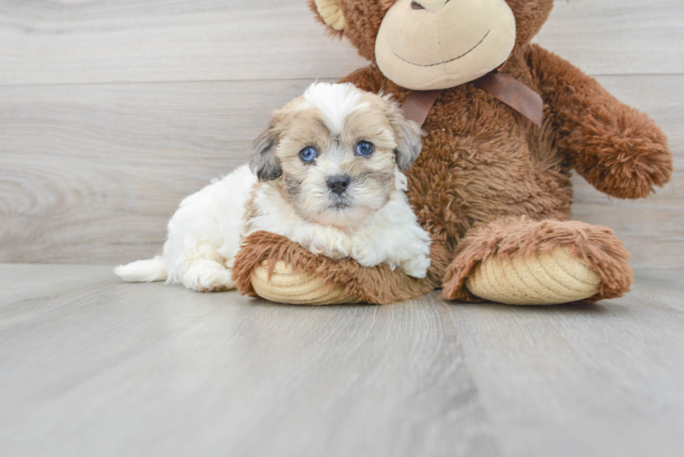 Friendly Shih Poo Baby