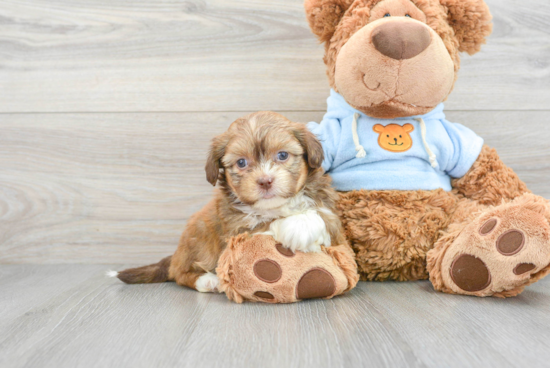 Hypoallergenic Shihpoo Poodle Mix Puppy