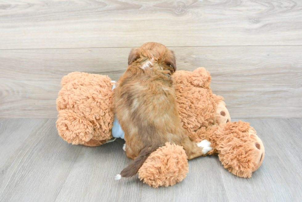 Petite Shih Poo Poodle Mix Pup