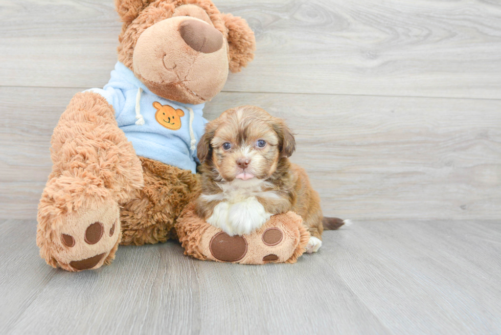 Friendly Shih Poo Baby