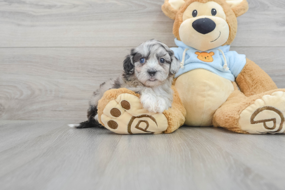 Playful Shih Poo Poodle Mix Puppy