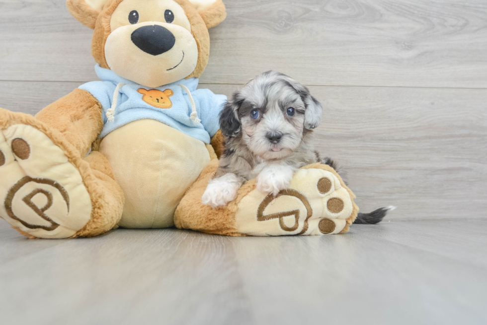 Best Shih Poo Baby