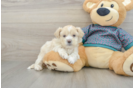 Best Shih Poo Baby