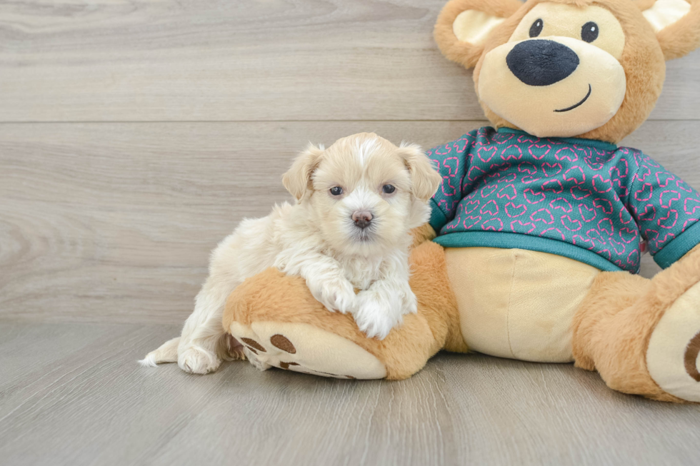 Best Shih Poo Baby