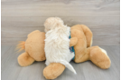 Shih Poo Puppy for Adoption
