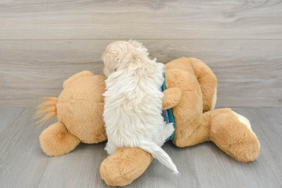 Shih Poo Puppy for Adoption