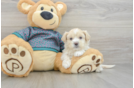 Energetic Shihpoo Poodle Mix Puppy