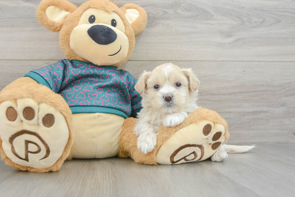 Energetic Shihpoo Poodle Mix Puppy