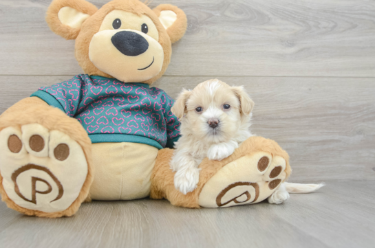 Energetic Shihpoo Poodle Mix Puppy