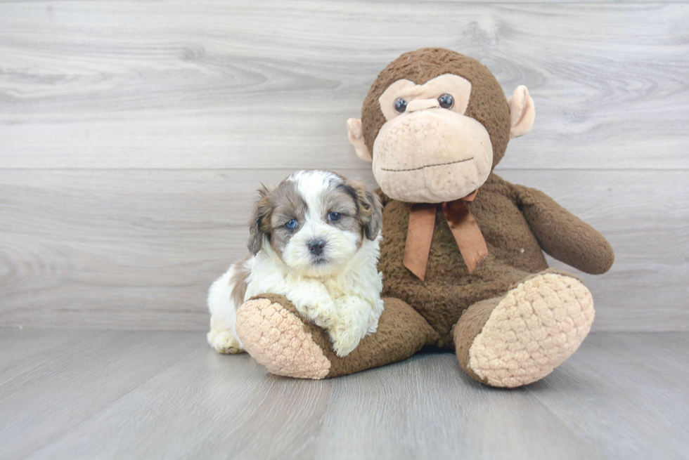 Shih Poo Pup Being Cute