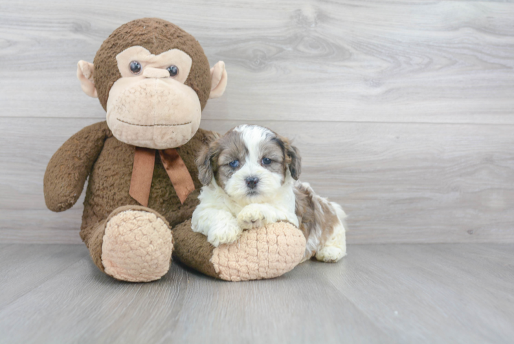 Cute Shih Poo Baby