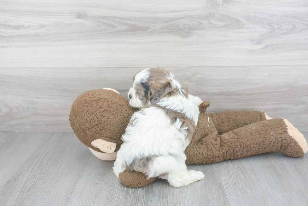 Little Shihpoo Poodle Mix Puppy