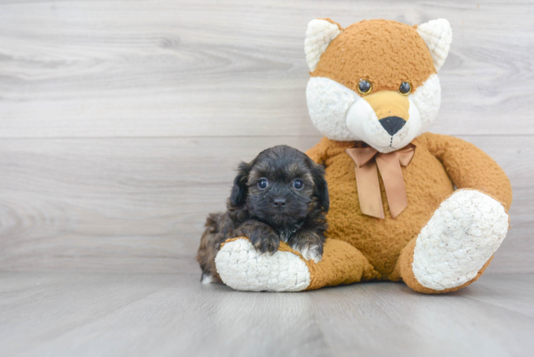 Shih Poo Pup Being Cute