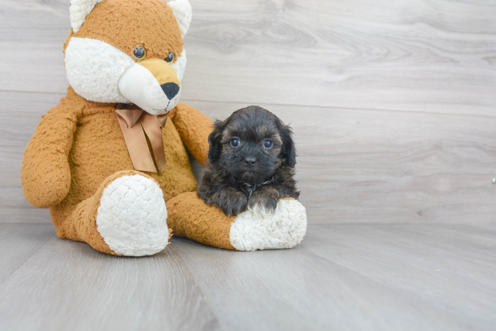 Happy Shih Poo Baby