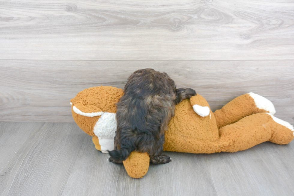 Energetic Shih Poo Poodle Mix Puppy